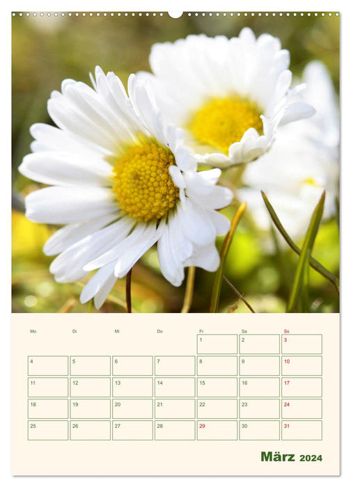 Verträumte Gänseblümchen (CALVENDO Premium Wandkalender 2024)