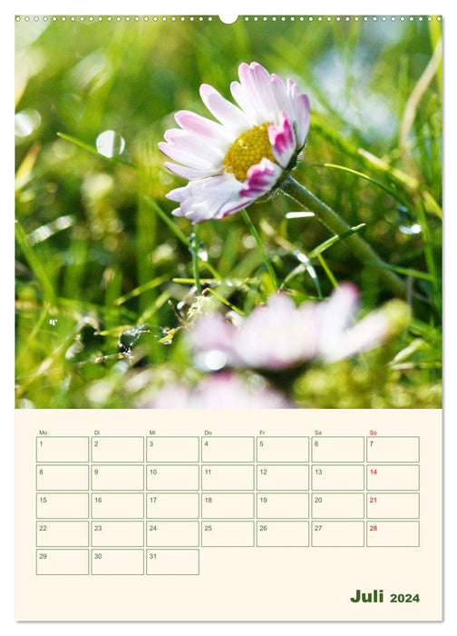 Verträumte Gänseblümchen (CALVENDO Premium Wandkalender 2024)