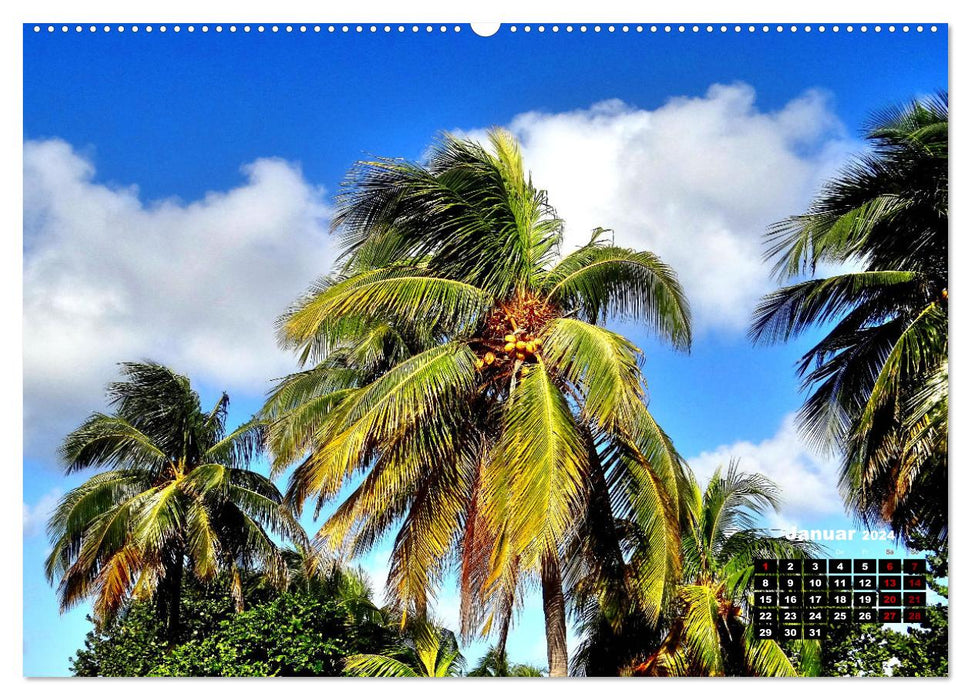 COCO CUBA - Die Insel der Kokosnüsse (CALVENDO Wandkalender 2024)