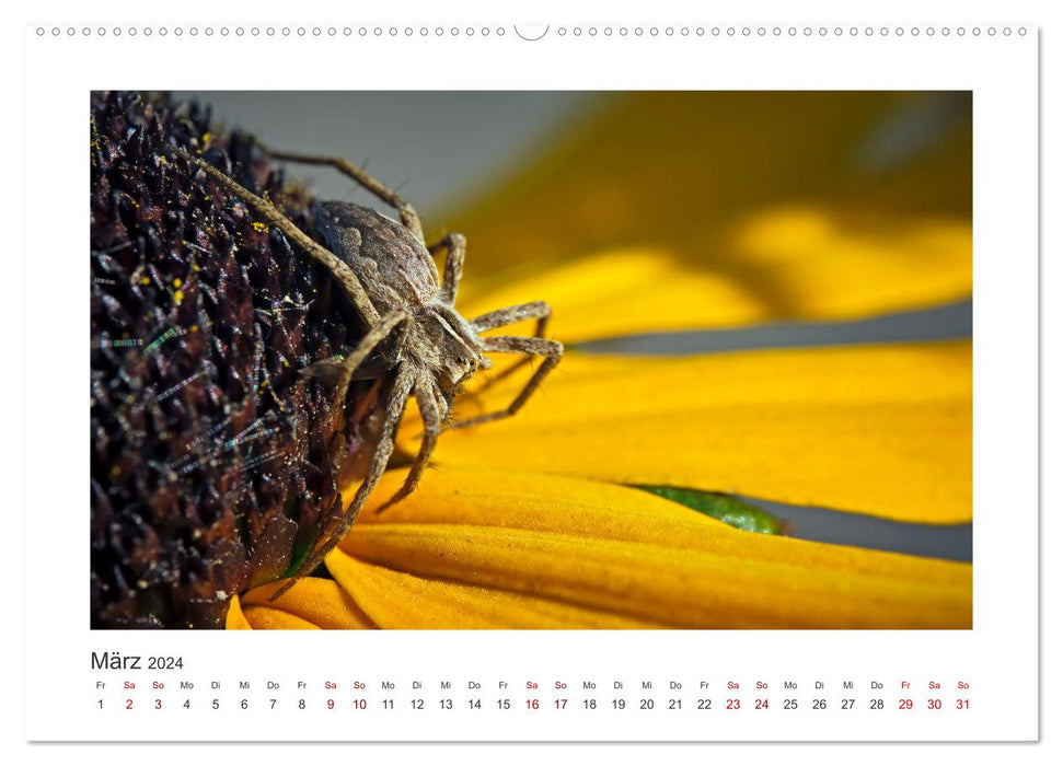 Kleine Wunder - Insekten und Spinnen (CALVENDO Premium Wandkalender 2024)