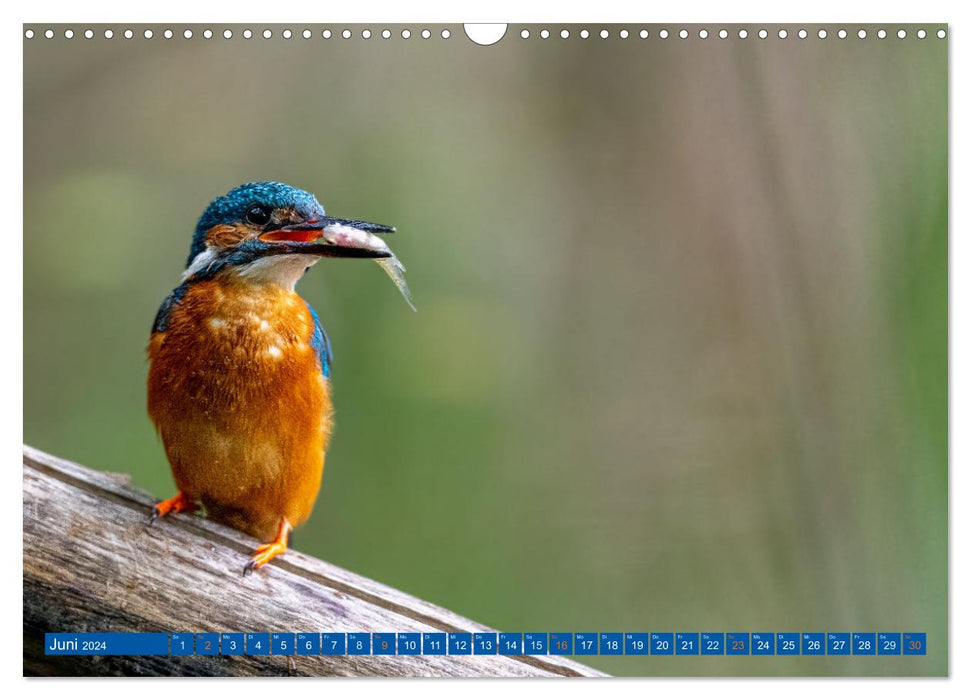 Woid Wuid - Natur und Wildlifefotos (CALVENDO Wandkalender 2024)