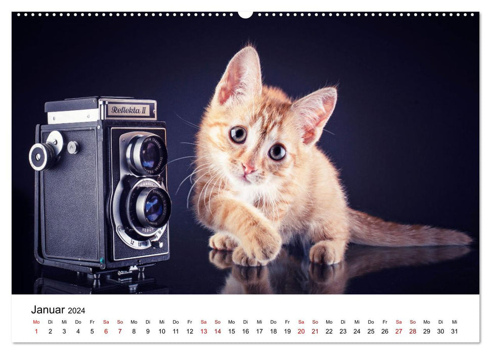 Ketchup, un petit chat photographe (Calendrier mural CALVENDO Premium 2024) 