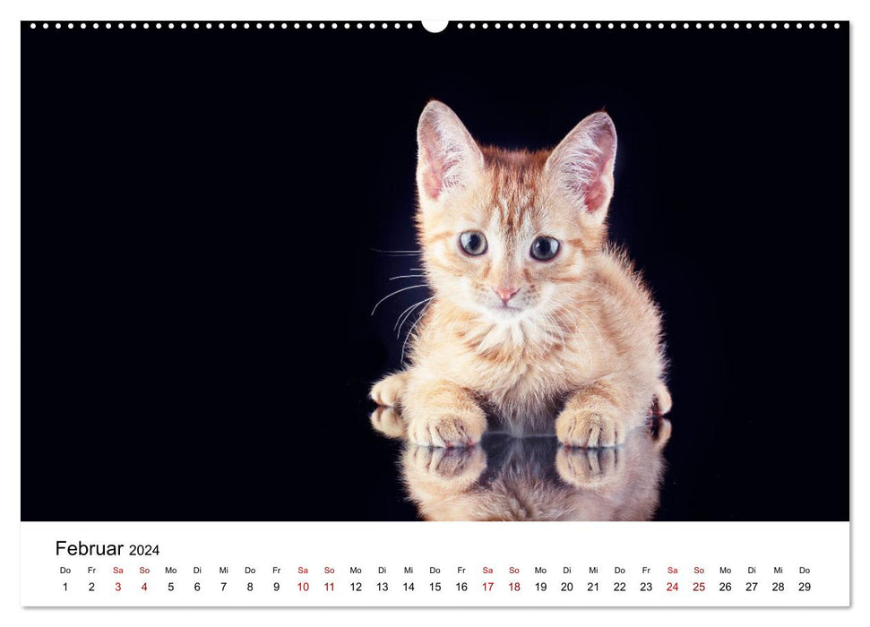 Ketchup, un petit chat photographe (Calendrier mural CALVENDO Premium 2024) 