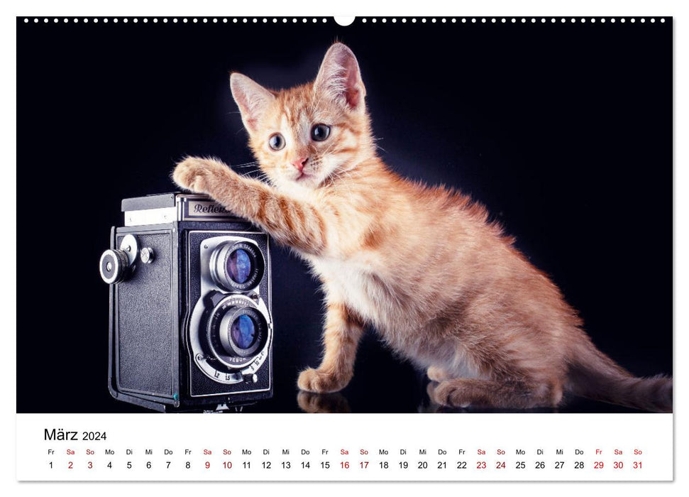 Ketchup, un petit chat photographe (Calendrier mural CALVENDO Premium 2024) 