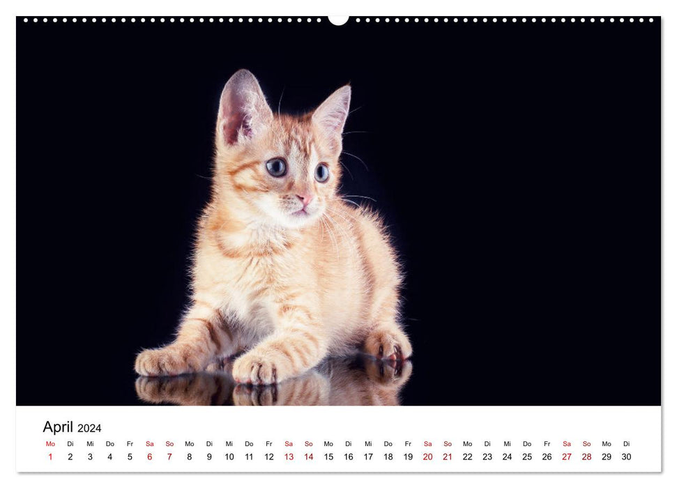 Ketchup, un petit chat photographe (Calendrier mural CALVENDO Premium 2024) 