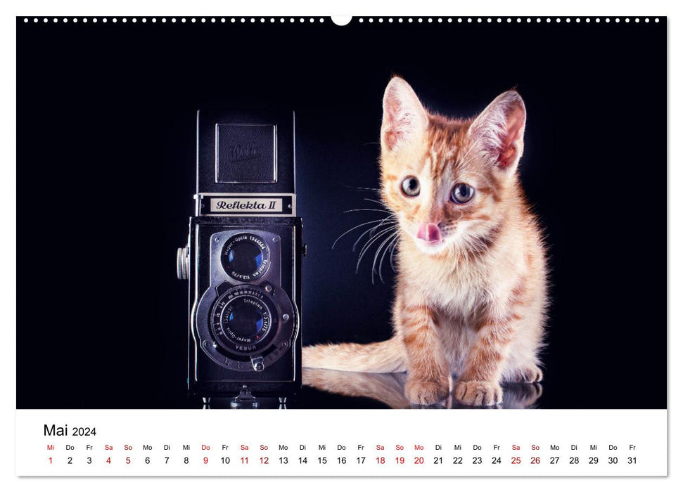 Ketchup, un petit chat photographe (Calendrier mural CALVENDO Premium 2024) 