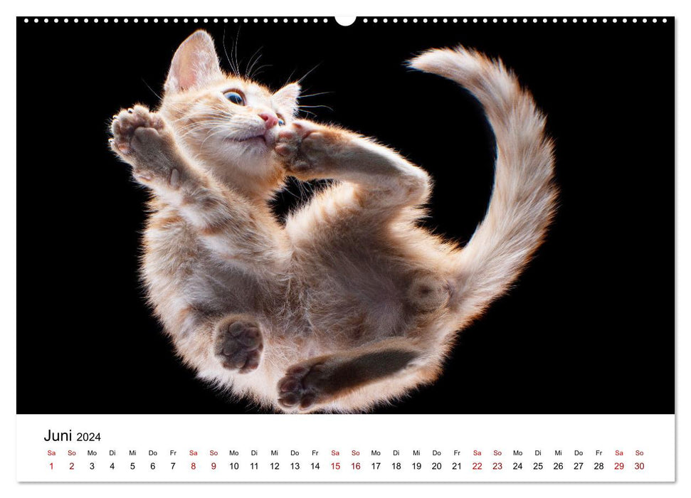 Ketchup, un petit chat photographe (Calendrier mural CALVENDO Premium 2024) 