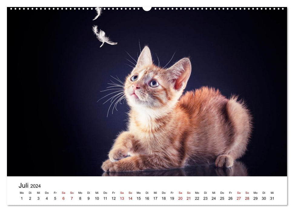 Ketchup, un petit chat photographe (Calendrier mural CALVENDO Premium 2024) 