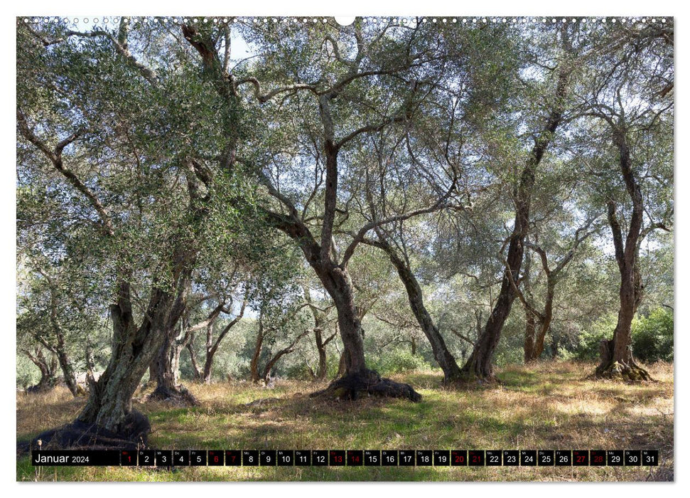 Olivenbäume auf Korfu (CALVENDO Wandkalender 2024)