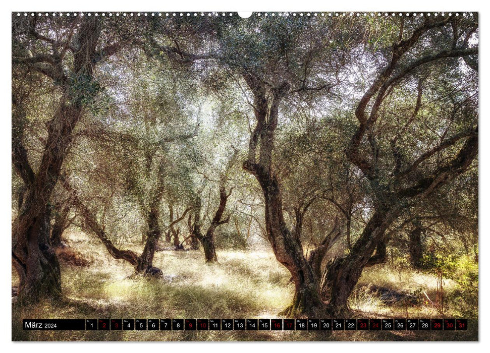 Olivenbäume auf Korfu (CALVENDO Wandkalender 2024)