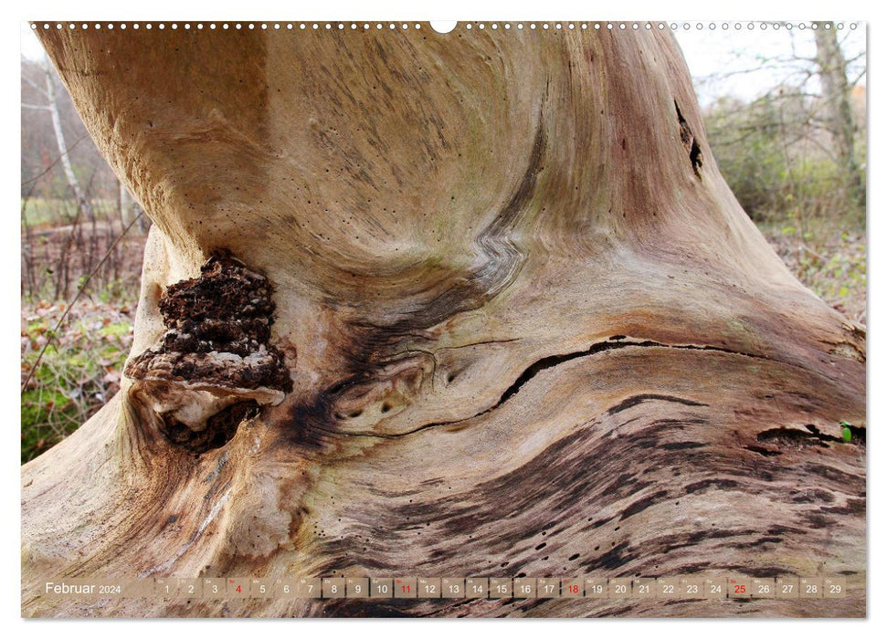Wenn Bäume erzählen könnten (CALVENDO Wandkalender 2024)
