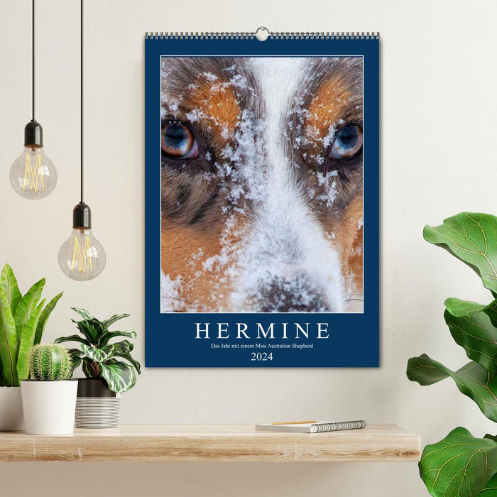 Hermine - Ein Jahr mit einem Mini Australian Shepherd (CALVENDO Wandkalender 2024)