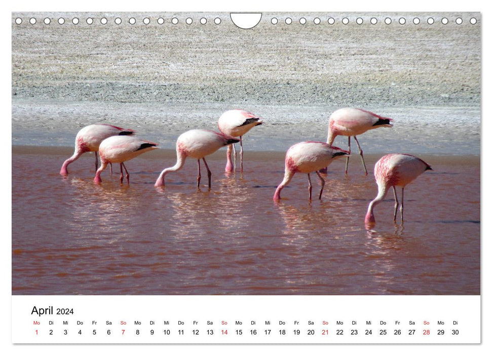 Mein Flamingo Jahr (CALVENDO Wandkalender 2024)