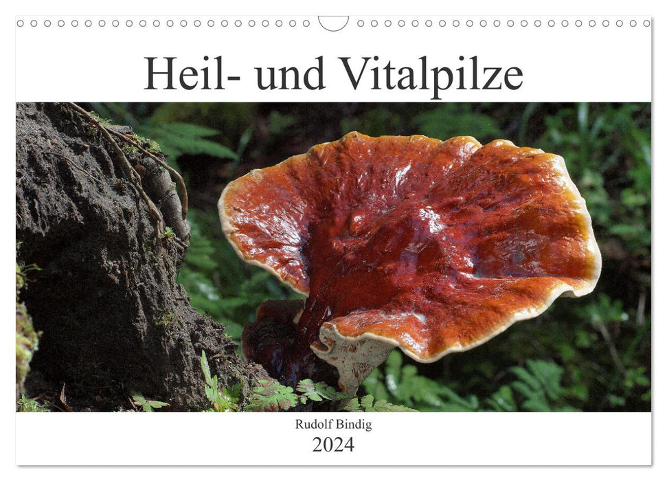 Heil- und Vitalpilze (CALVENDO Wandkalender 2024)