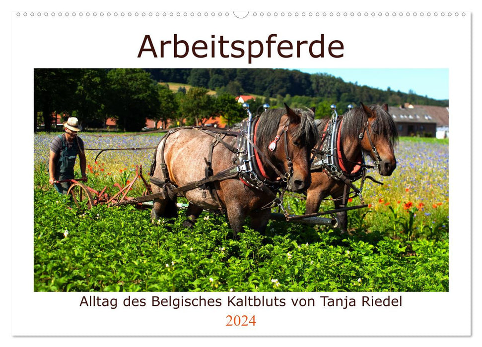 Arbeitspferde - Alltag des belgischen Kaltbluts (CALVENDO Wandkalender 2024)