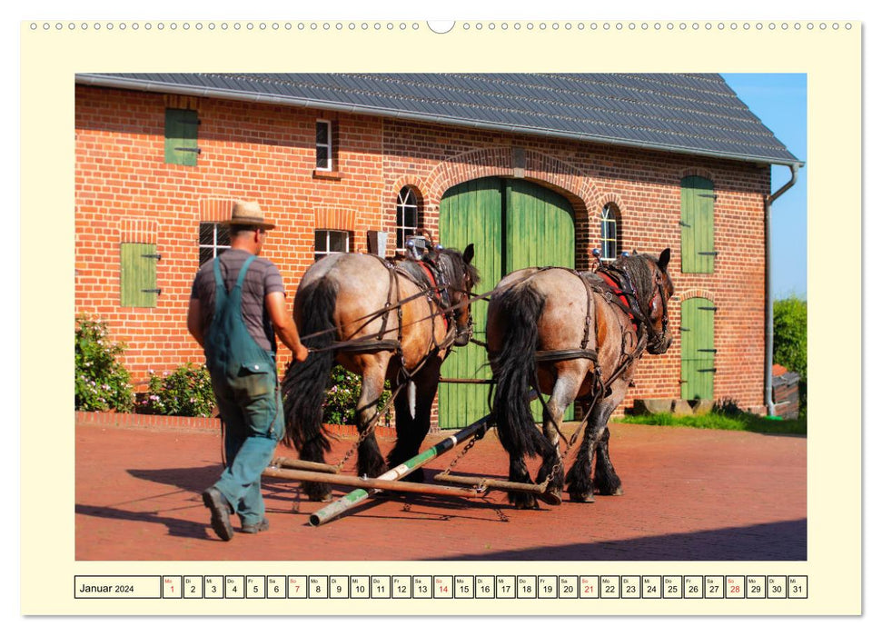 Chevaux de trait - la vie quotidienne du cheval de trait belge (calendrier mural CALVENDO 2024) 