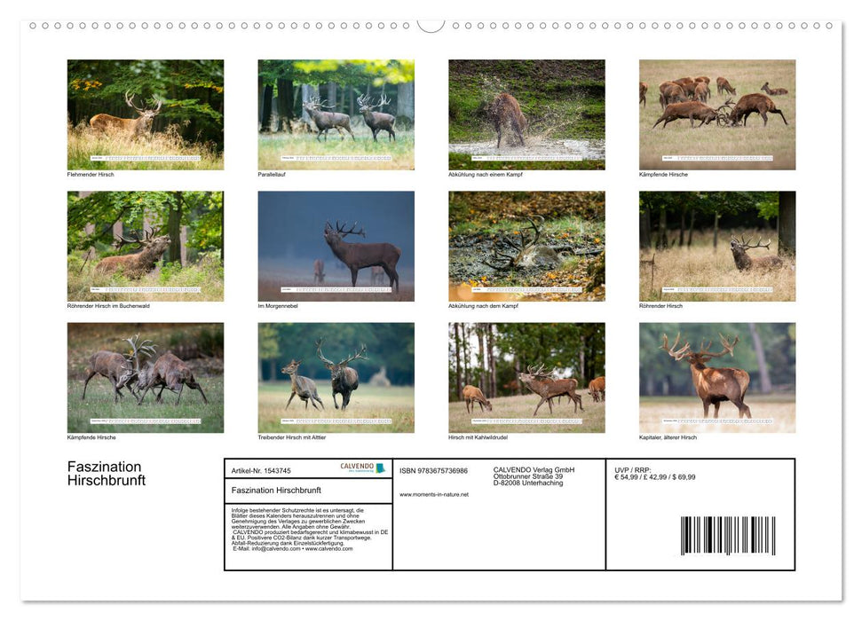 Fascination du rut des cerfs (Calendrier mural CALVENDO 2024) 