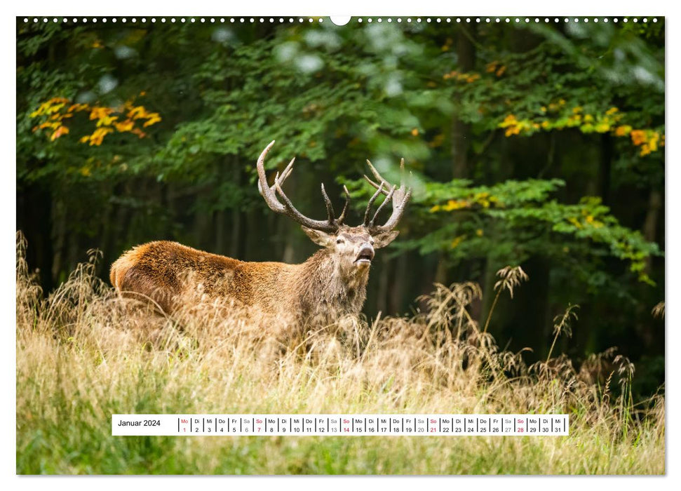 Fascination du rut des cerfs (Calendrier mural CALVENDO 2024) 