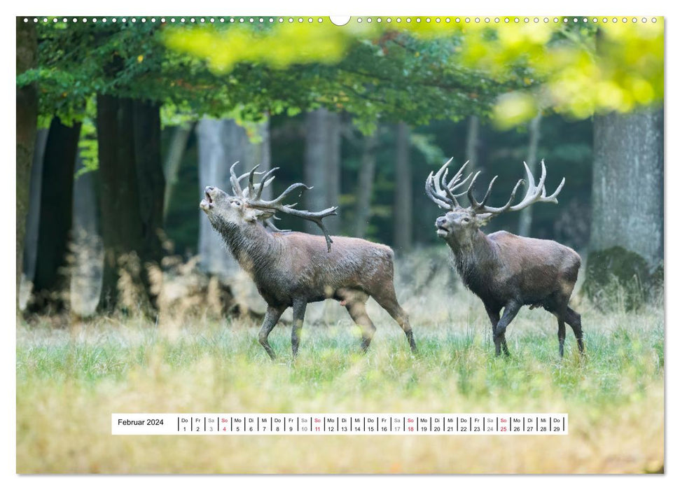 Fascination du rut des cerfs (Calendrier mural CALVENDO 2024) 