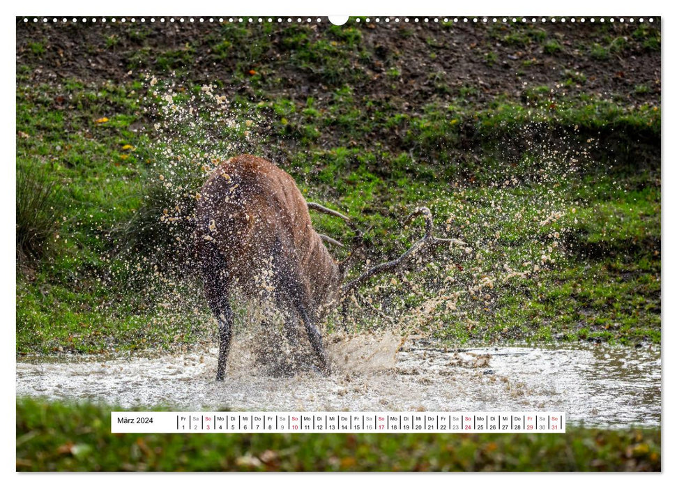 Fascination du rut des cerfs (Calendrier mural CALVENDO 2024) 