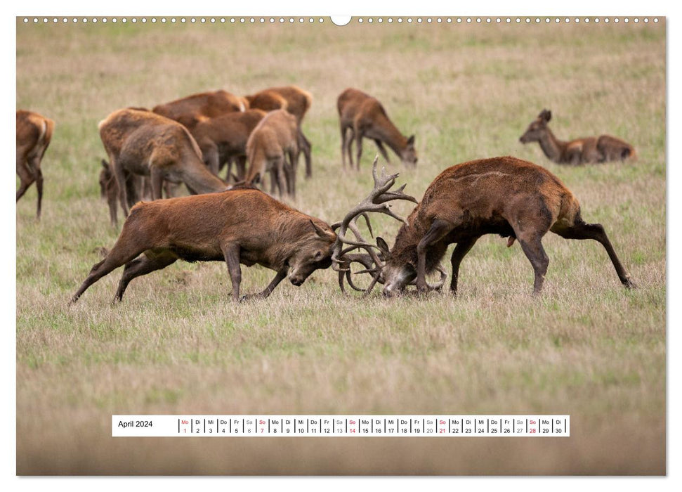 Fascination du rut des cerfs (Calendrier mural CALVENDO 2024) 