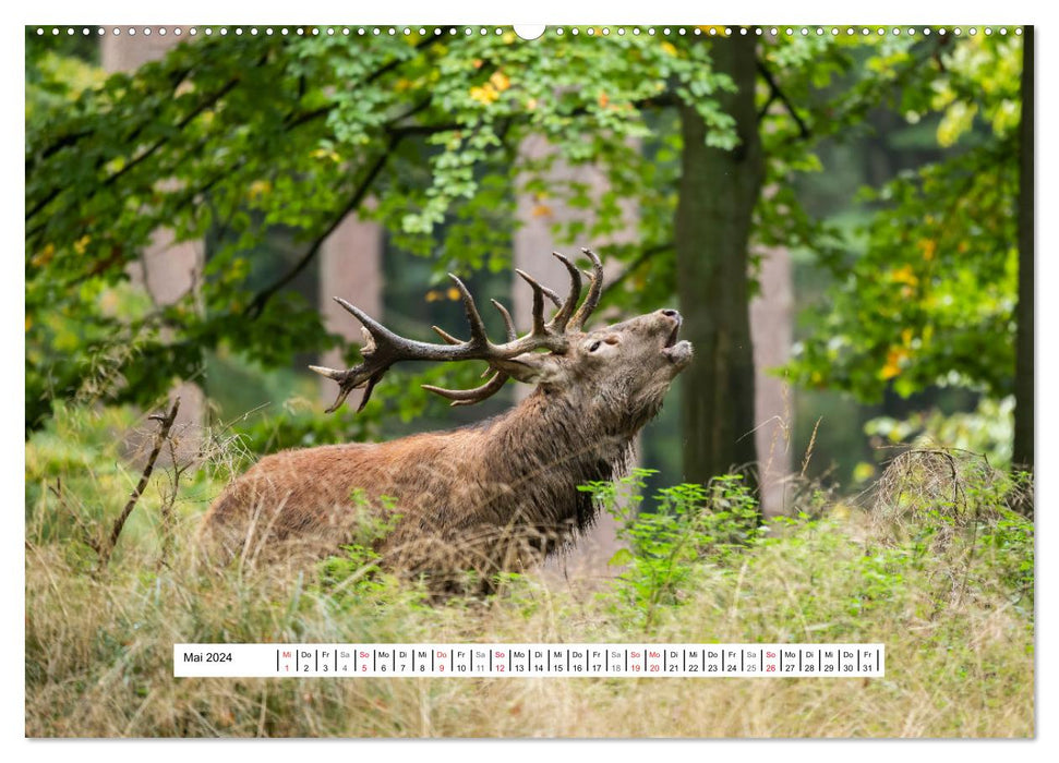 Fascination du rut des cerfs (Calendrier mural CALVENDO 2024) 