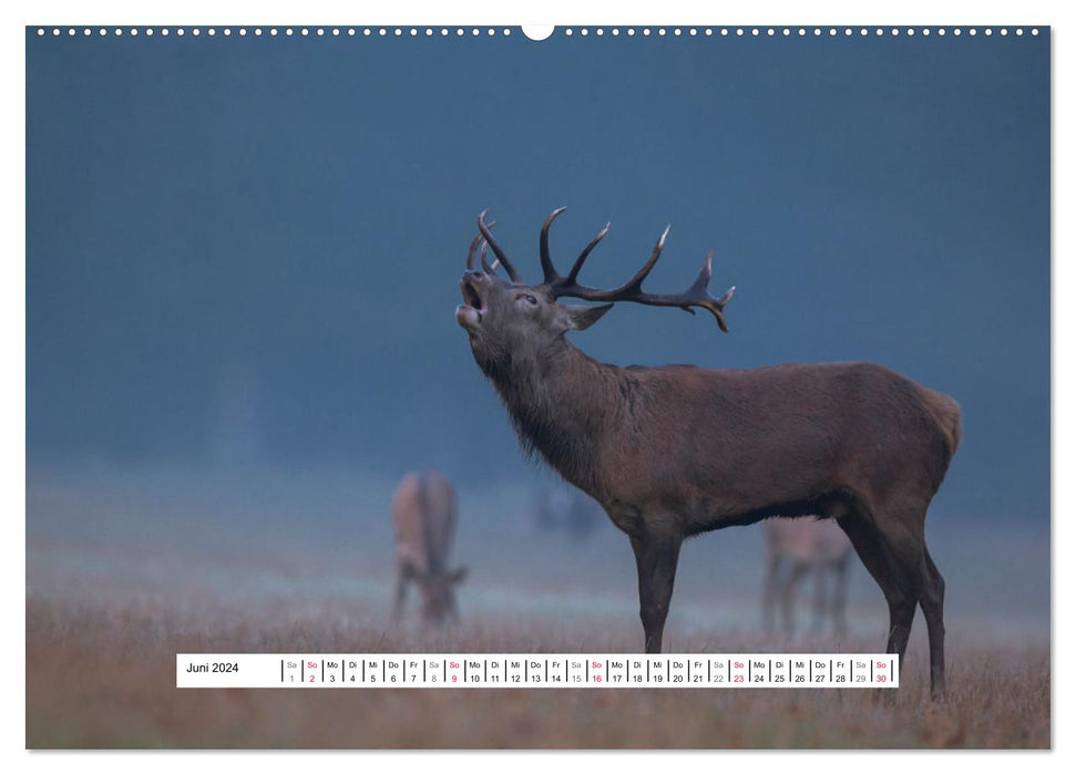 Fascination du rut des cerfs (Calendrier mural CALVENDO 2024) 