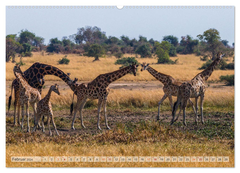 Giraffen - Tiere mit dem einzigartigen Hoch- und Weitblick (CALVENDO Wandkalender 2024)