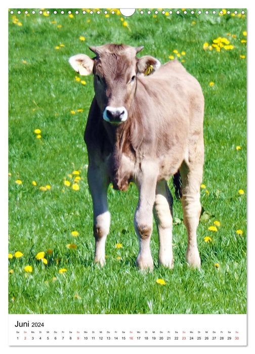 Allgäu, montagnes, prairies, lacs et vaches. (Calendrier mural CALVENDO 2024) 