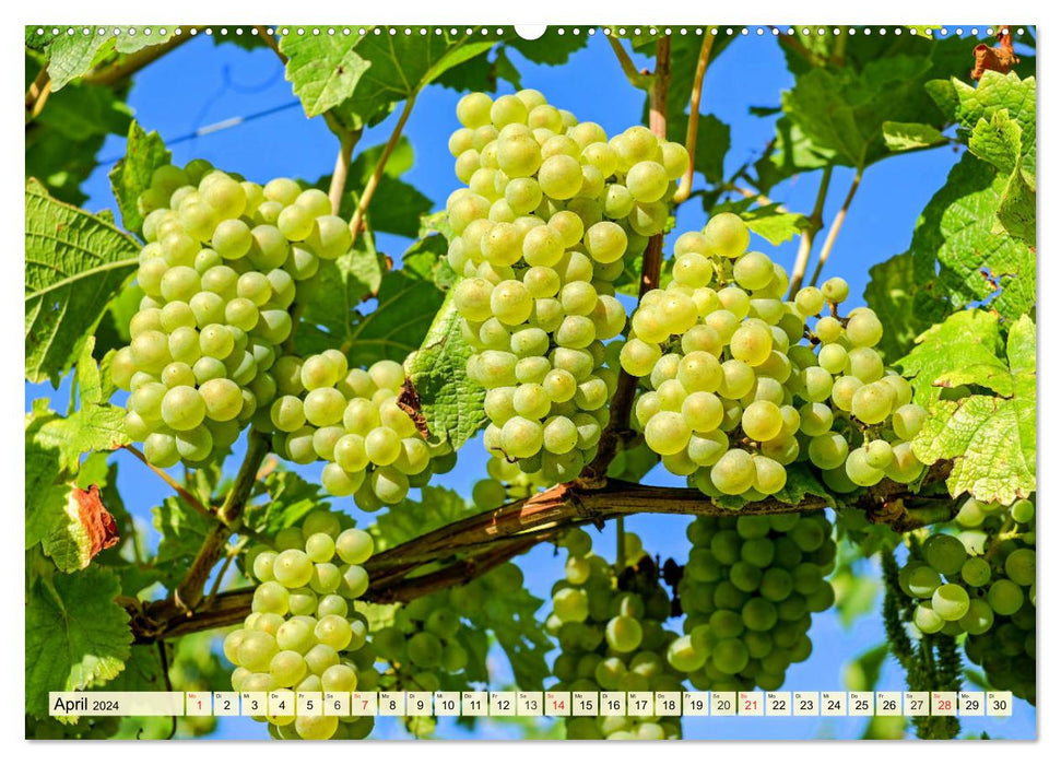 Trauben-Genuss. Aromatische Weintrauben und süße Tafeltrauben (CALVENDO Premium Wandkalender 2024)