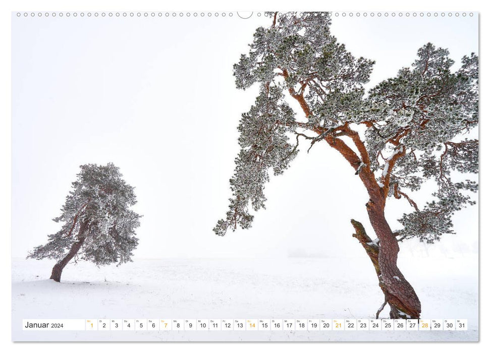 Bäume im Altmühltal (CALVENDO Premium Wandkalender 2024)