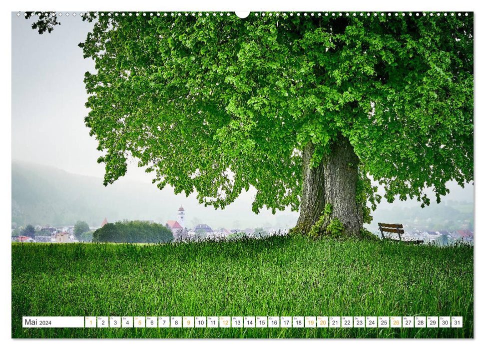 Bäume im Altmühltal (CALVENDO Premium Wandkalender 2024)