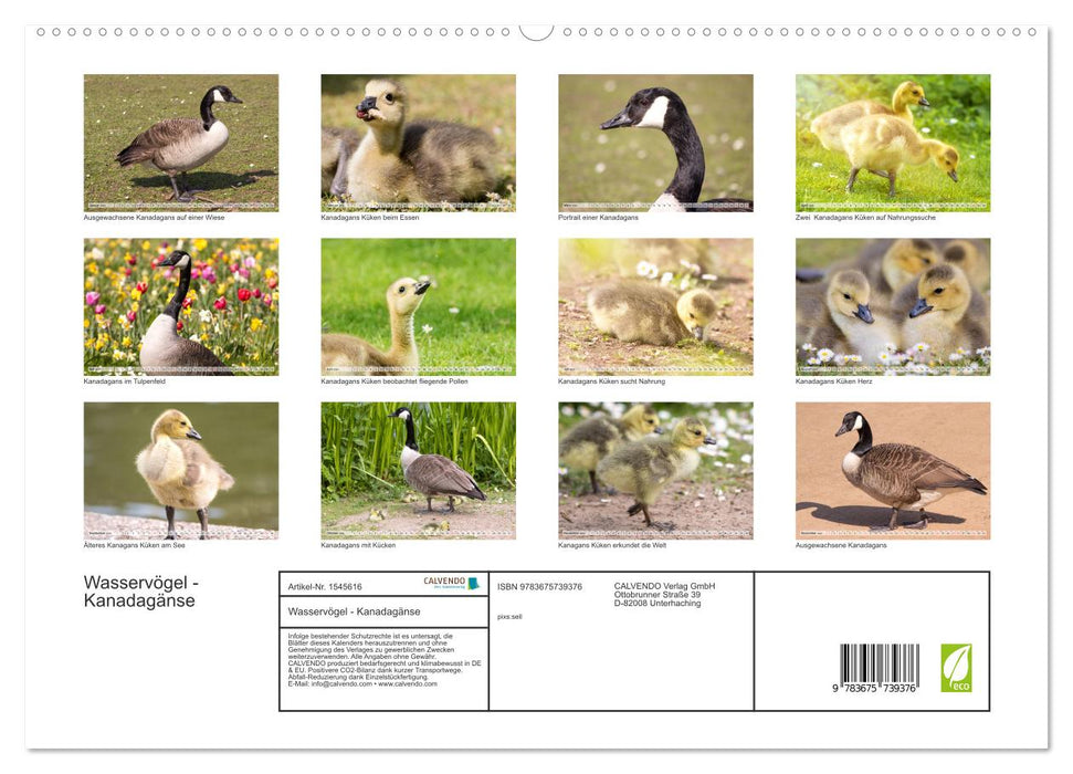 Wasservögel - Kanadagänse (CALVENDO Premium Wandkalender 2024)