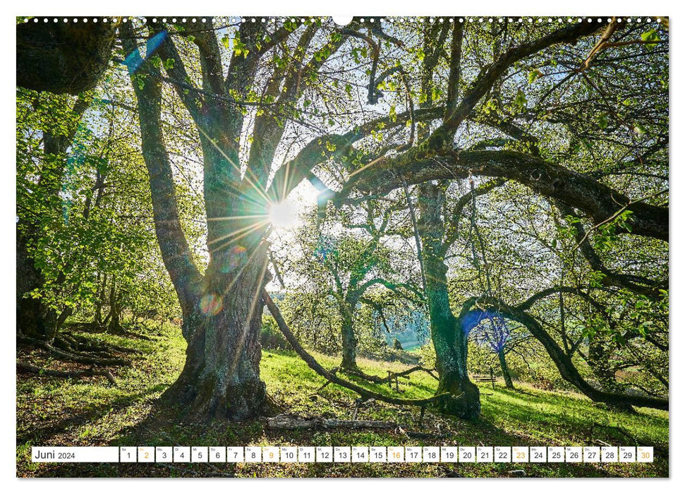 Bäume im Altmühltal (CALVENDO Wandkalender 2024)
