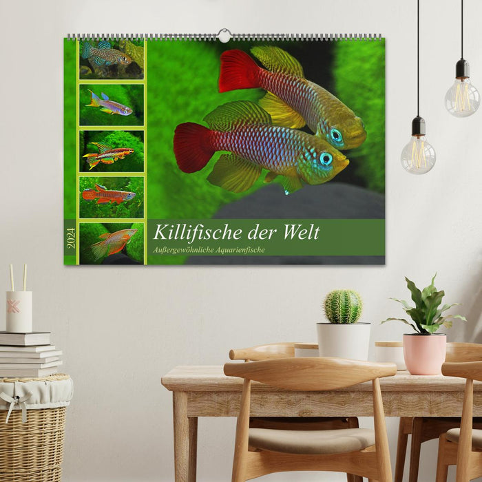Killifish du monde (Calendrier mural CALVENDO 2024) 