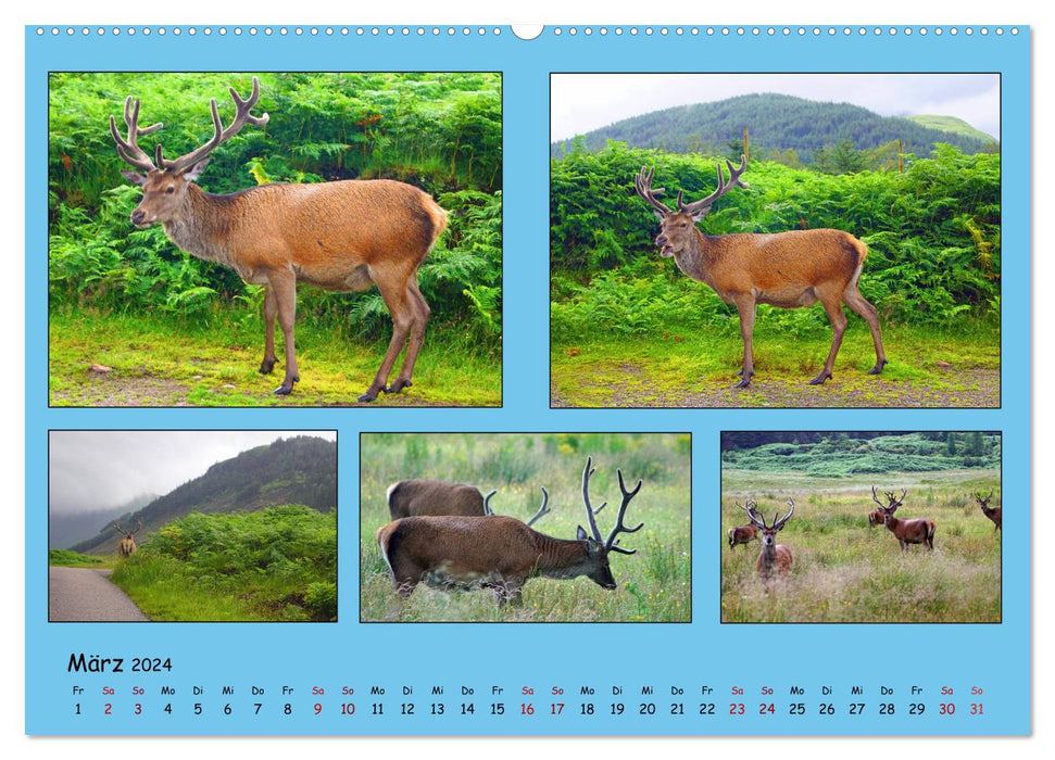 Quintettes from Scotland - AT Version (CALVENDO Premium Wall Calendar 2024) 