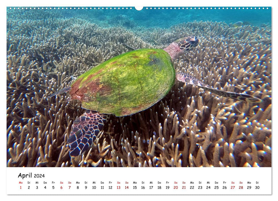 Australia - Under the spell of the 5th continent (CALVENDO wall calendar 2024) 