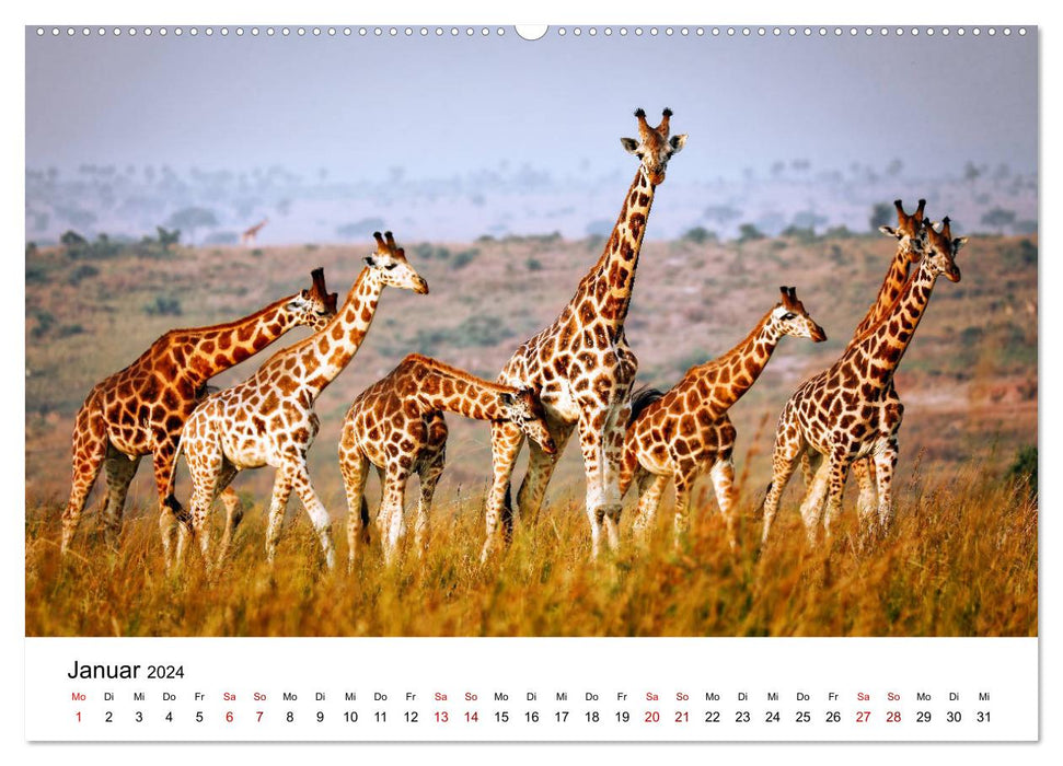 UGANDA - Murchison Falls Nationalpark (CALVENDO Wandkalender 2024)