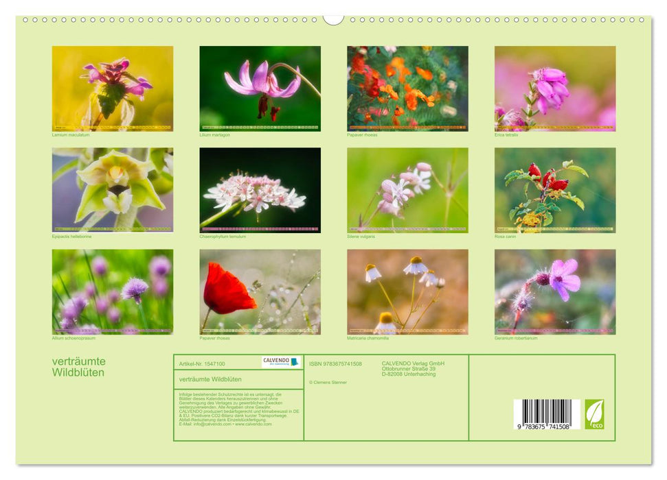 verträumte Wildblüten (CALVENDO Premium Wandkalender 2024)