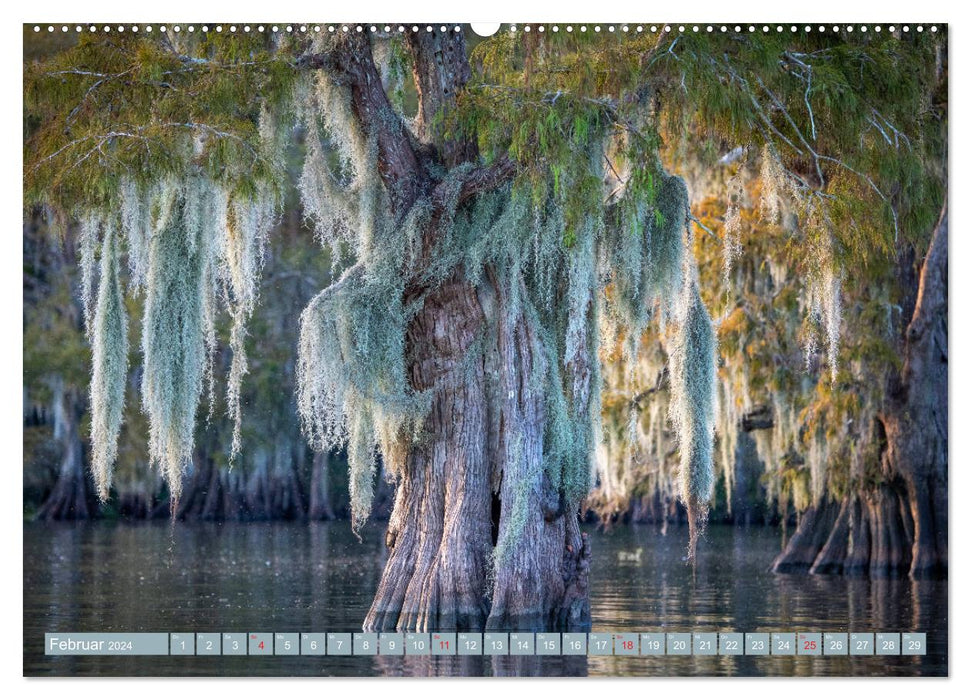 Mystical cypress swamps (CALVENDO Premium Wall Calendar 2024) 