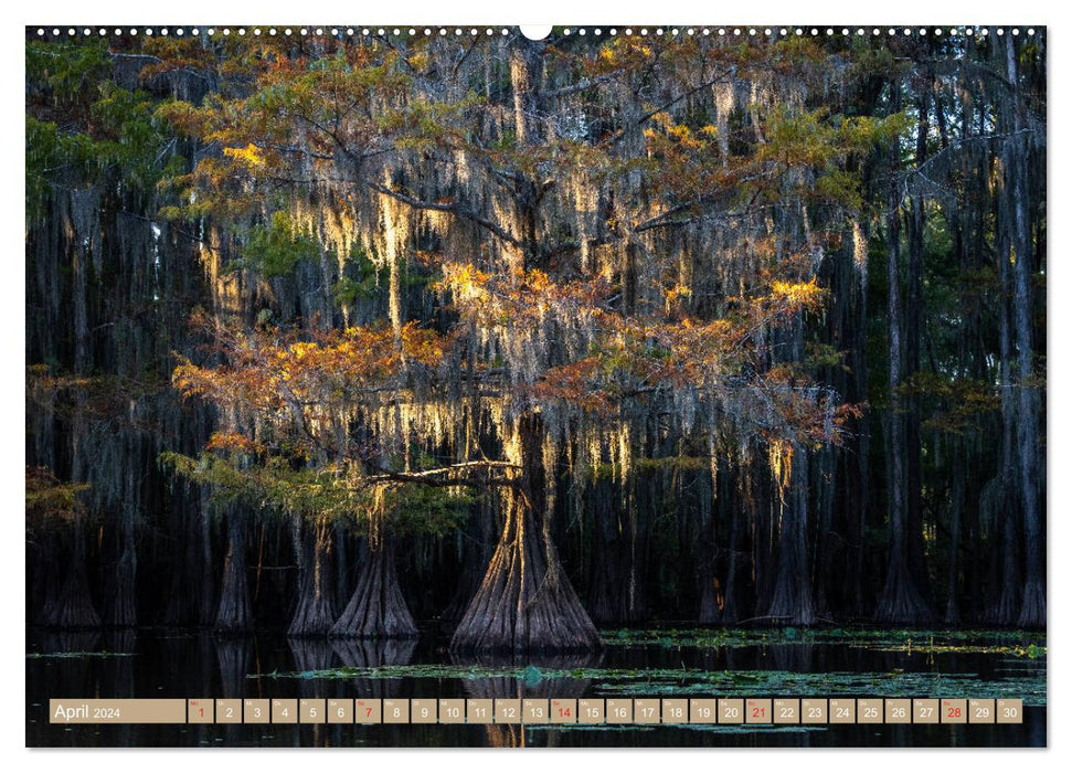 Mystical cypress swamps (CALVENDO Premium Wall Calendar 2024) 