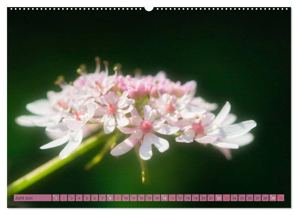 verträumte Wildblüten (CALVENDO Wandkalender 2024)
