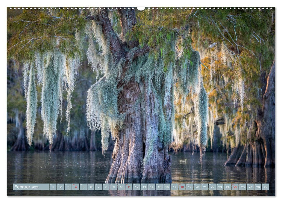 Mystical cypress swamps (CALVENDO wall calendar 2024) 