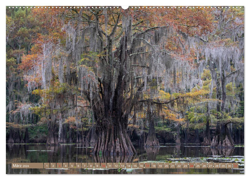 Mystical cypress swamps (CALVENDO wall calendar 2024) 