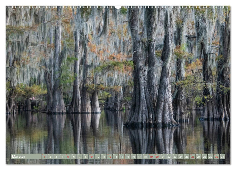 Mystical cypress swamps (CALVENDO wall calendar 2024) 