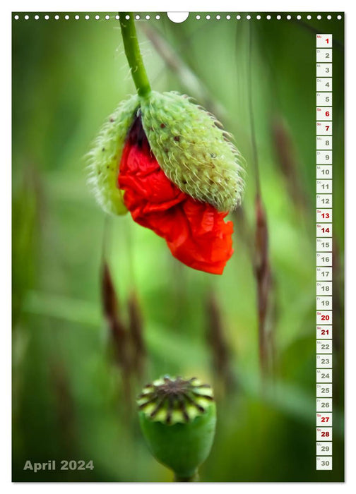 Es werde Mohn (CALVENDO Wandkalender 2024)