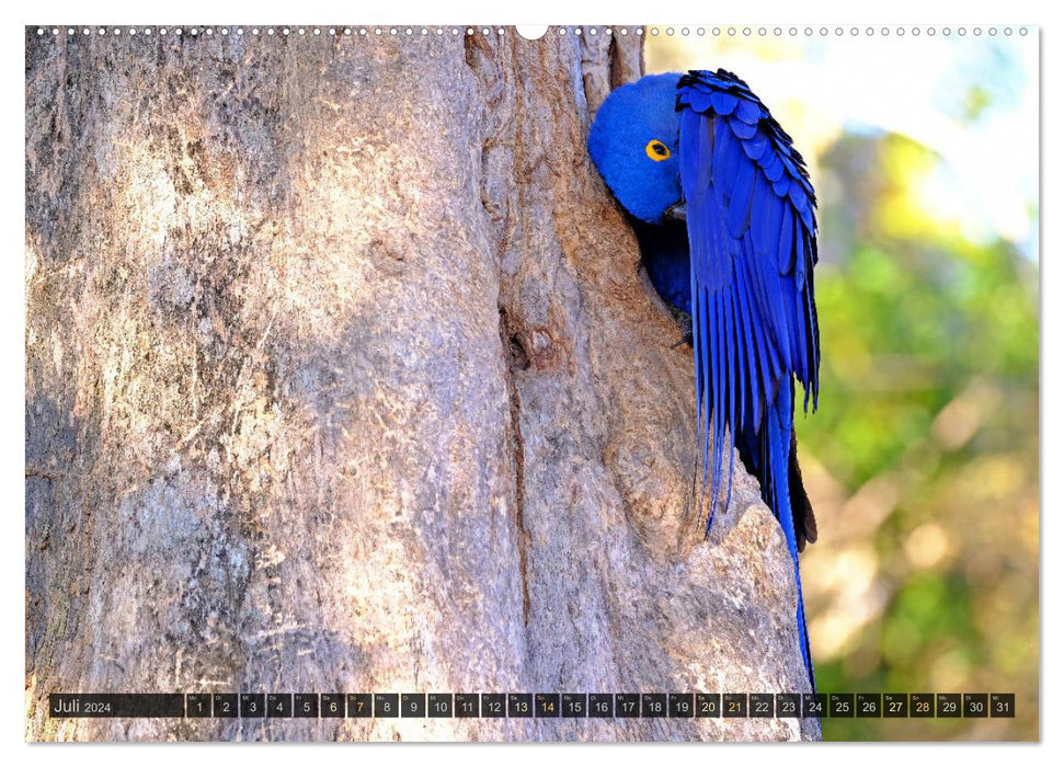 Tiere im Pantanal - viaje.ch (CALVENDO Premium Wandkalender 2024)
