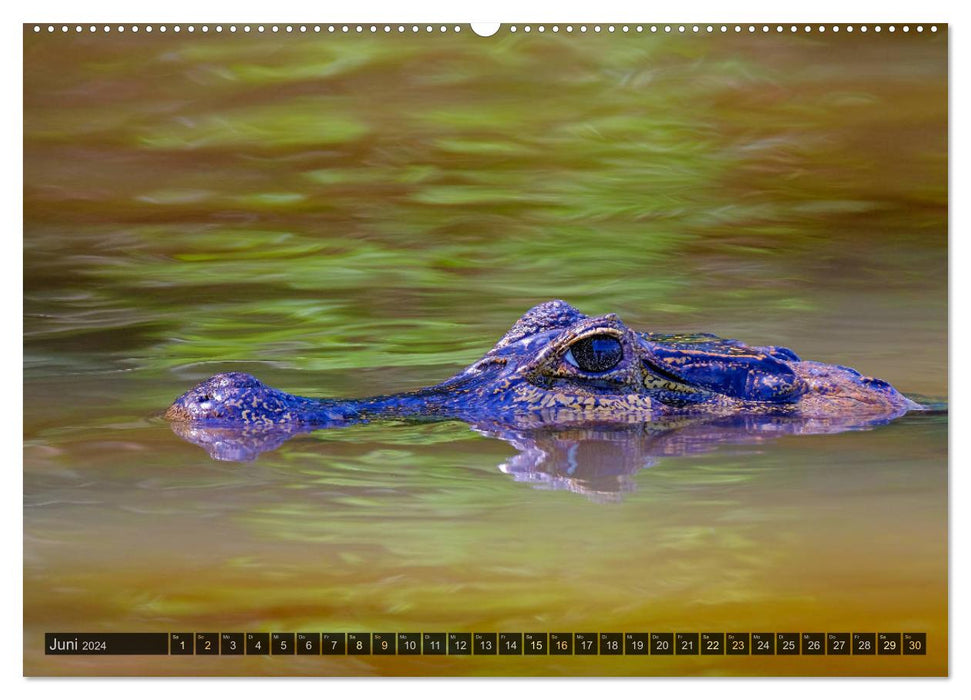 Tiere im Pantanal - viaje.ch (CALVENDO Wandkalender 2024)