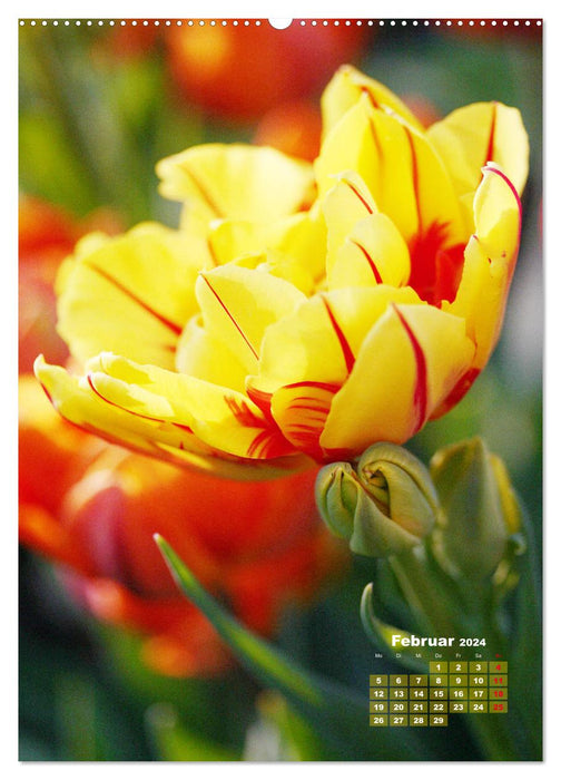 Une année de tulipes colorées (Calendrier mural CALVENDO Premium 2024) 