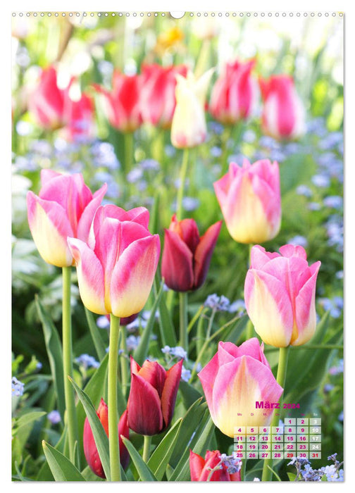 Ein buntes Tulpenjahr (CALVENDO Premium Wandkalender 2024)